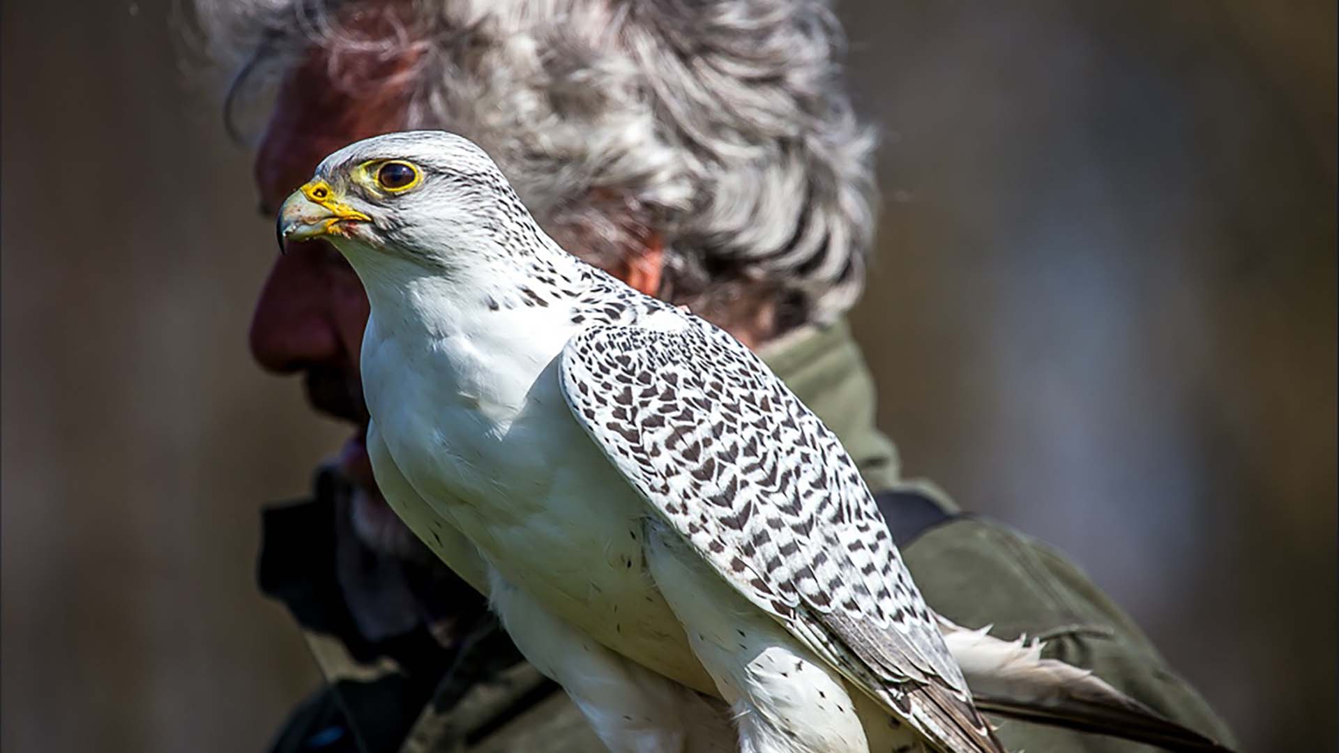 The British Bird of Prey of Centre